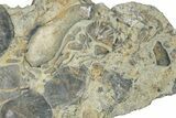 Fossil Brachiopod (Rafinesquina) and Bryozoan Plate - Indiana #285113-1